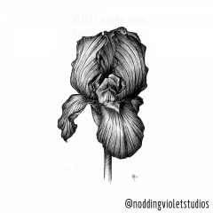 Iris by Angela Smith, Nodding Violet Studios - a black and white pen and ink drawing of a solitary, dark iris.