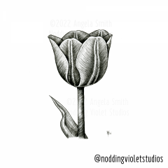 Tulip by Angela Smith, Nodding Violet Studios - a black and white illustration of a solitary tulip with dark striations radiating from the dark center ribs of each petal.