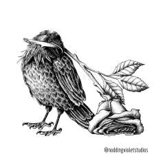 Strange Beauty by Angela Smith, Nodding Violet Studios - a black and white pen and ink illustration of a Raven, head cocked, with a single stem rose in its beak. The blossom droops against the ground near its tail.