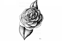 Camellia by Angela Smith, Nodding Violet Studios - a black and white illustration of a solitary stemless camellia.