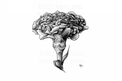 Carnation by Angela Smith, Nodding Violet Studios - a black and white pen and ink drawing of a solitary carnation.