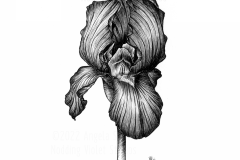 Iris by Angela Smith, Nodding Violet Studios - a black and white pen and ink drawing of a solitary, dark iris.