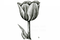 Tulip by Angela Smith, Nodding Violet Studios - a black and white illustration of a solitary tulip with dark striations radiating from the dark center ribs of each petal.