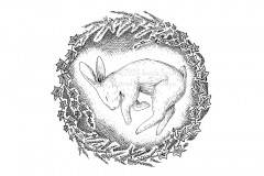 Hibunation by Angela Smith, Nodding Violet Studios - A black and white ink drawing. A bunny slumbers on its side, seen from above, wreathed in a circlet of rosemary sprigs and ivy vines.