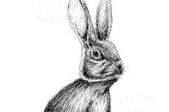 Peeking Hare by Angela Smith, Nodding Violet Studios - a pen and ink drawing of the bust of a New England Cottontail rabbit.