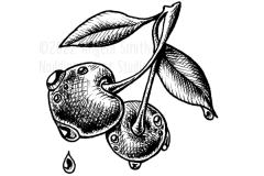 Small Cherries by Angela Smith, Nodding Violet Studios - a black and white pen and ink illustration of a pair of dripping cherries sharing a stem.