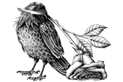 Strange Beauty by Angela Smith, Nodding Violet Studios - a black and white pen and ink illustration of a Raven, head cocked, with a single stem rose in its beak. The blossom droops against the ground near its tail.